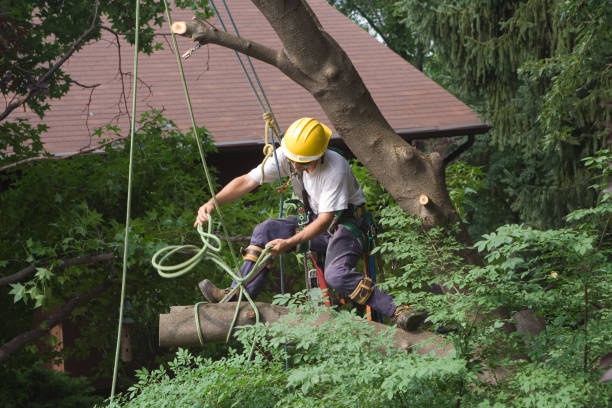 Best Hazardous Tree Removal  in Center Point, AL