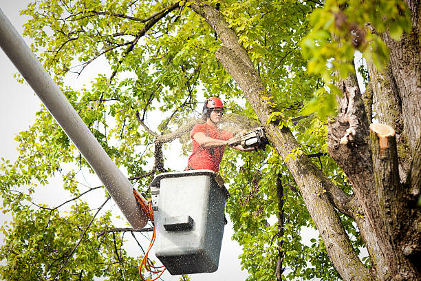 Best Palm Tree Trimming  in Center Point, AL