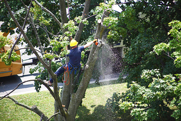 Best Tree Trimming and Pruning  in Center Point, AL