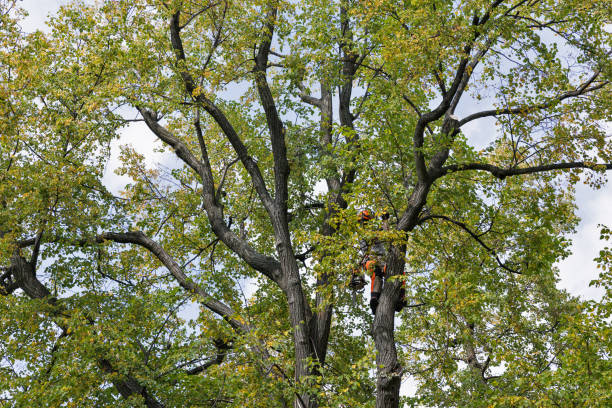 Best Arborist Consultation Services  in Center Point, AL